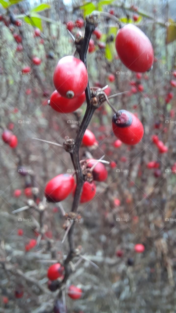 winter garden  - red berries of barberry  on bare twigs