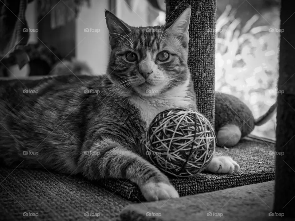Black and white cat