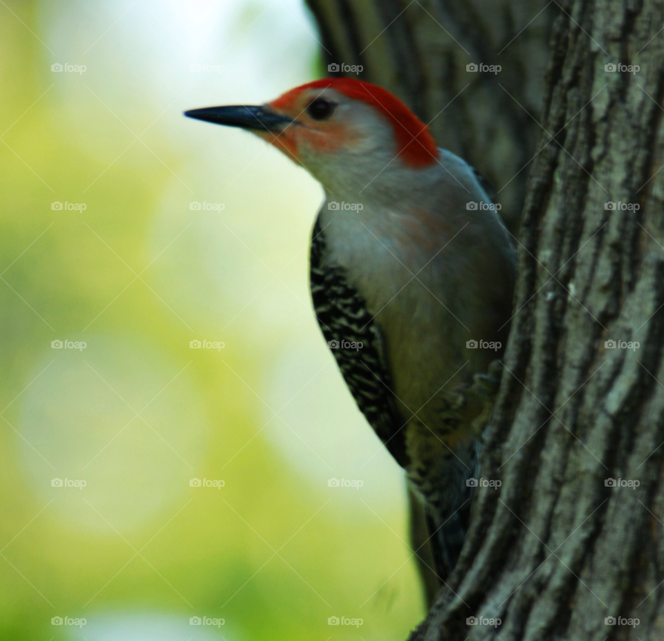 bird woodpecker wood pecker by lightanddrawing