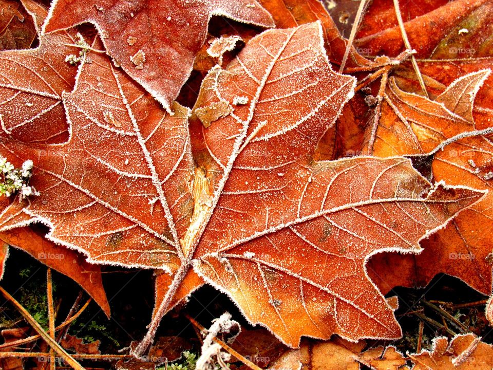 Close of leaf