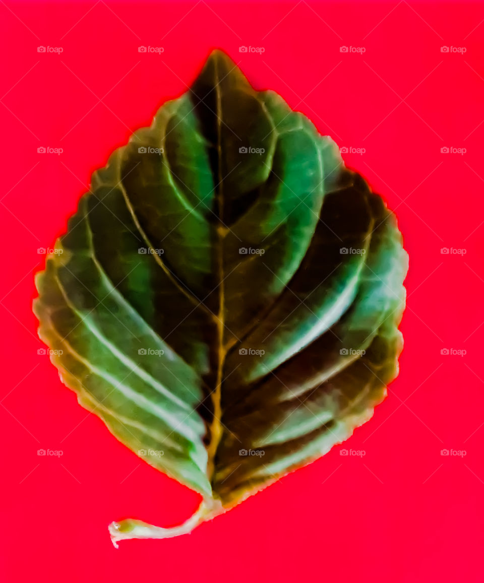 leaf