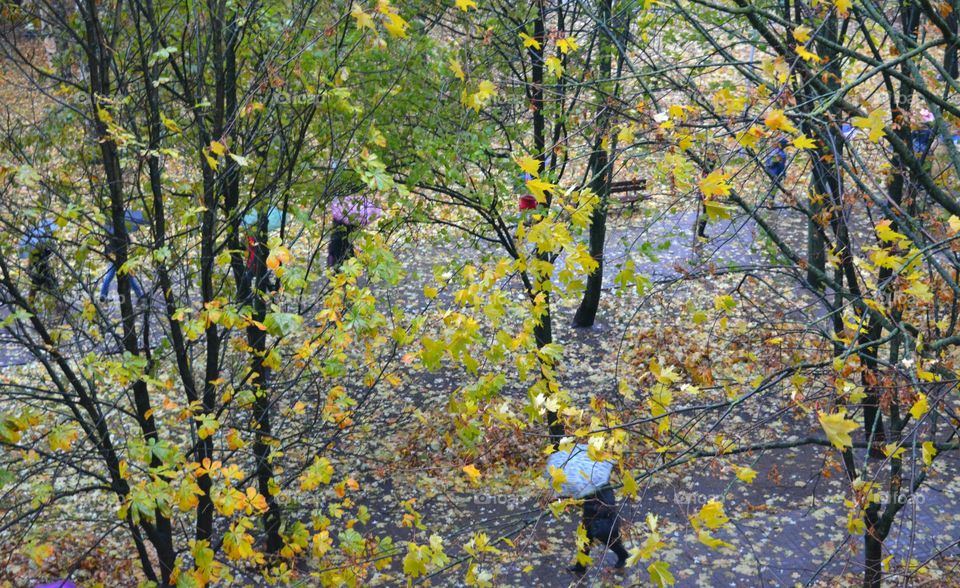 Tree, Leaf, Season, Branch, Nature