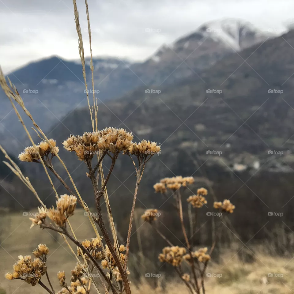 The view