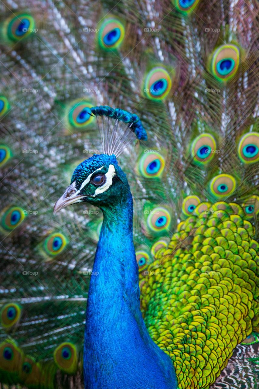 Complimentary colours - peacock bird and feathers