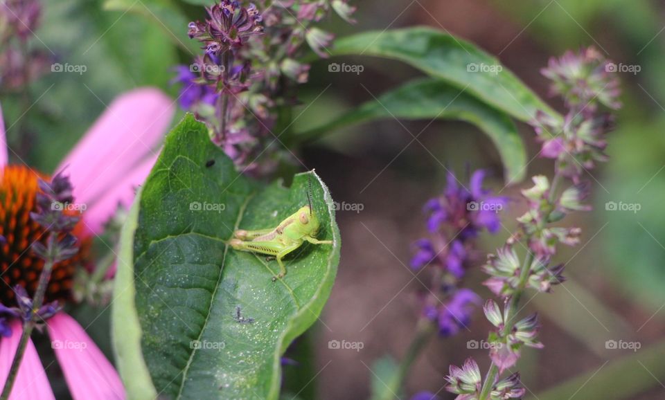 Grasshopper 