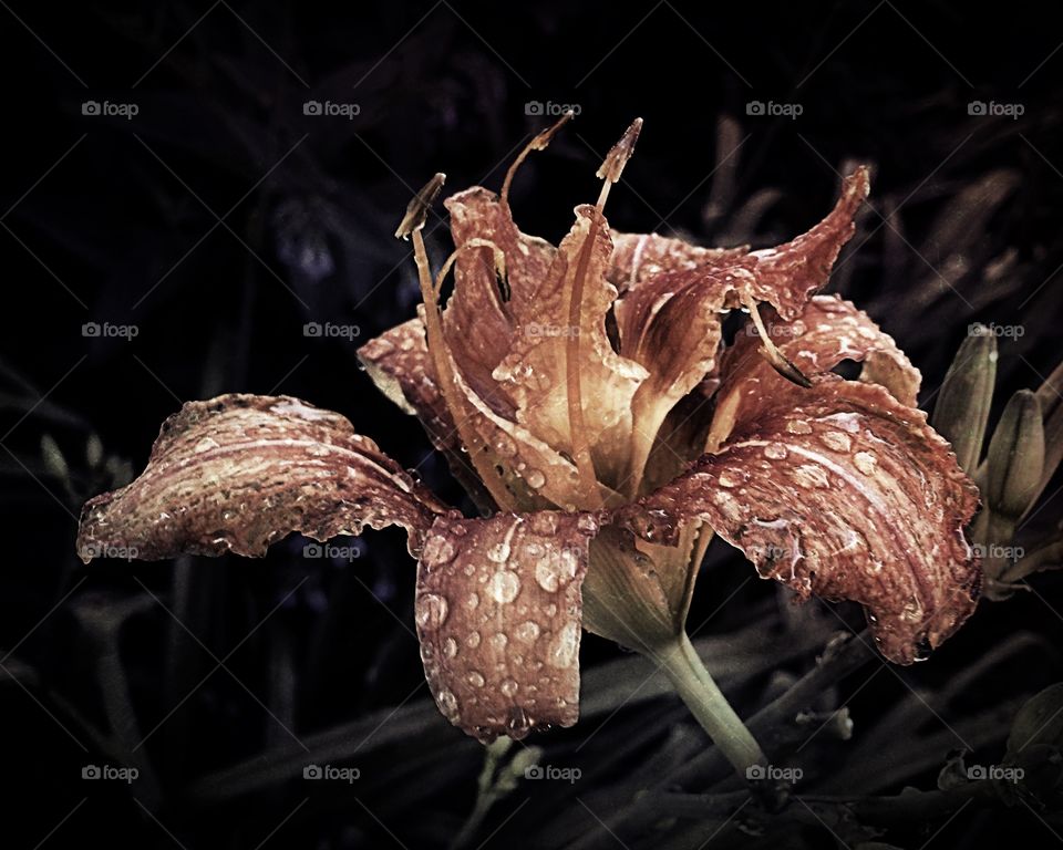 Rainy Day Lily