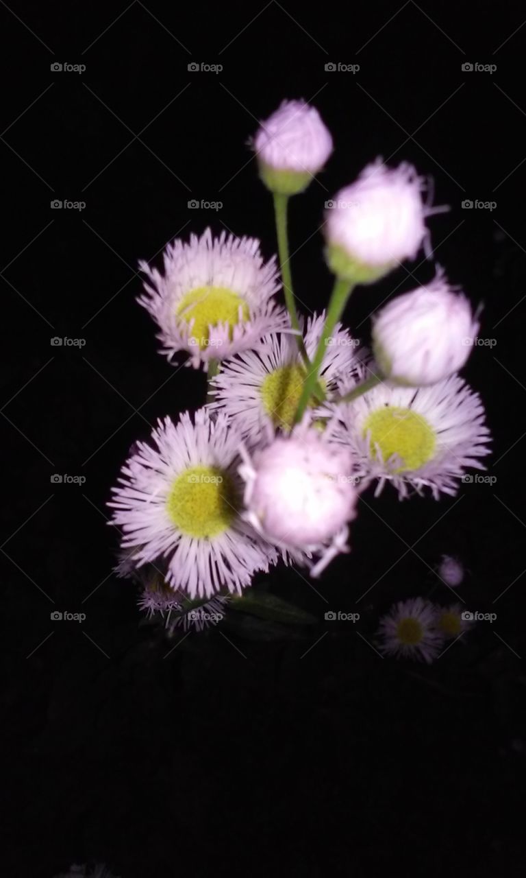 wild flowers in the woods