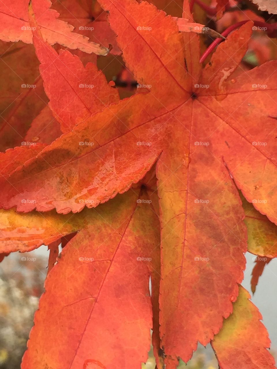 Orange leaf