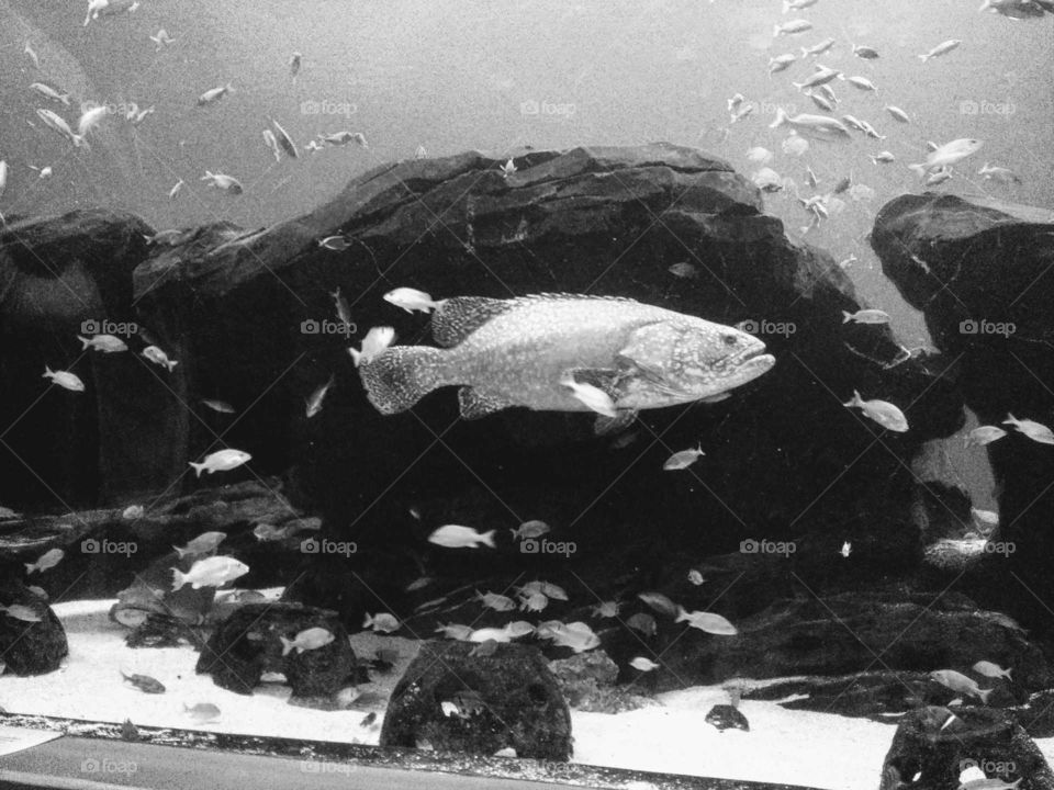 Black and White aquarium fish
