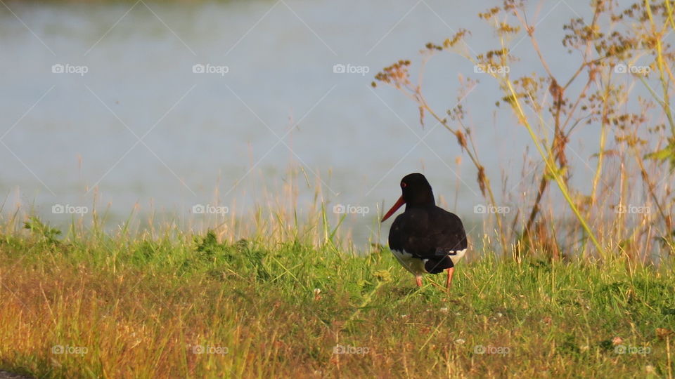 Oystercatcher in early morning 