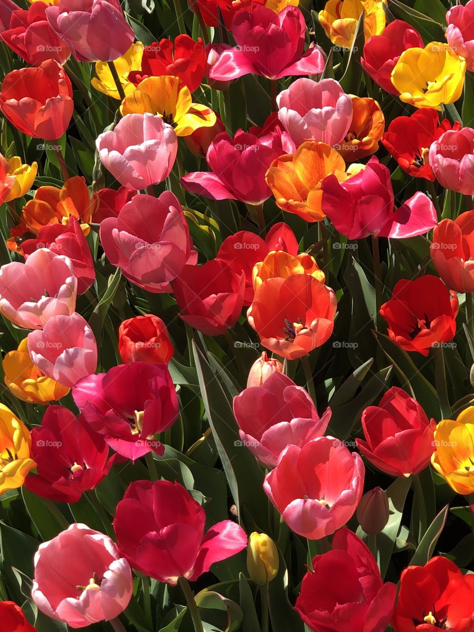 Bed of Colorful Tulips Blooming in a Formal Garden. Masses of Red, Orange, Pink, and Yellow Spring Tulips in Full Bloom.