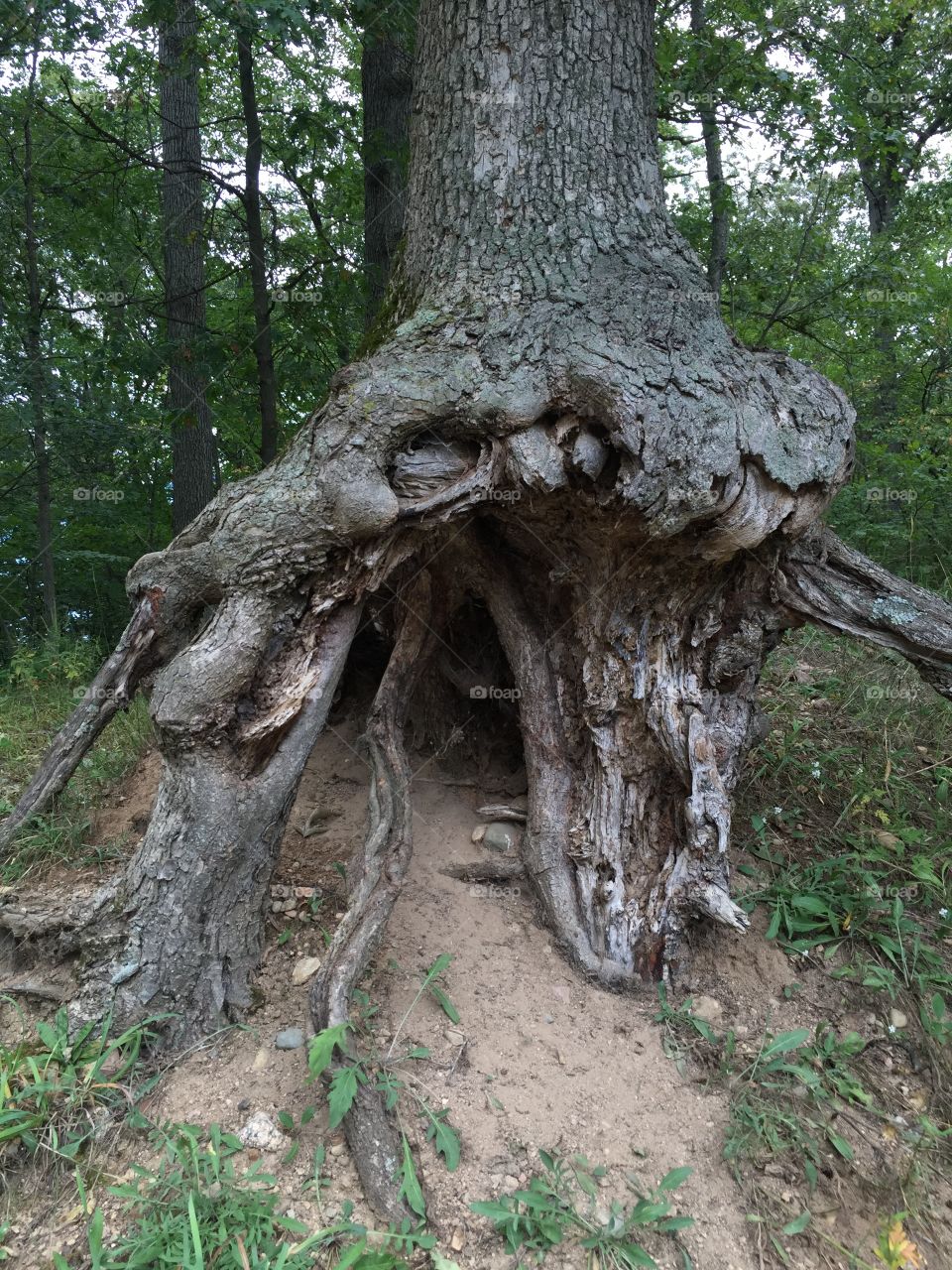Tree roots. Tree roots