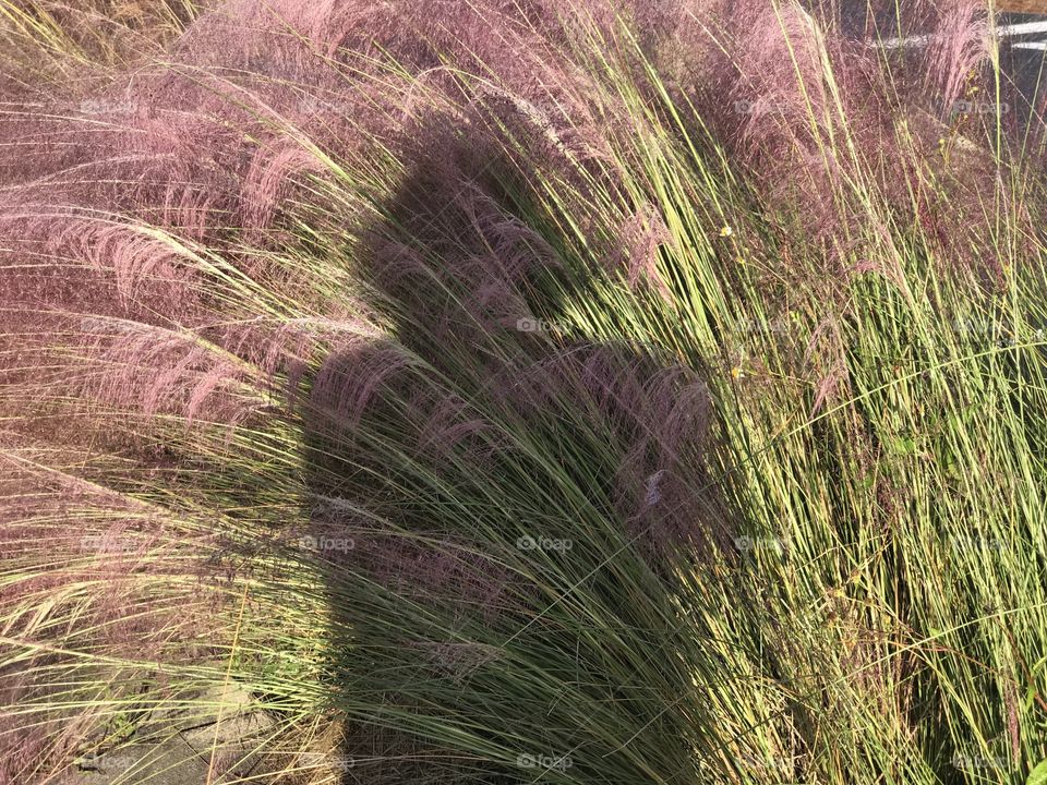 #shadow. Florida, odnalrO ni detacol tneduts FCU nA  .asleS yb kcilC Follow me @Selsa.Notes, @Selsa.Clicks, and @Selsa.Notes #Selsa 
#Cottoncandy  #pampamgrass  Over 25 photos in the photo album. #