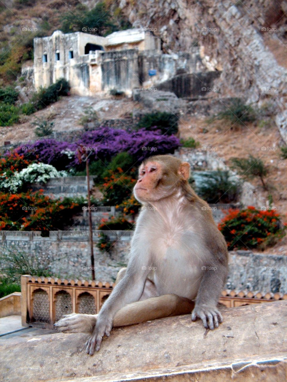 Monkey in India. Monkey in India