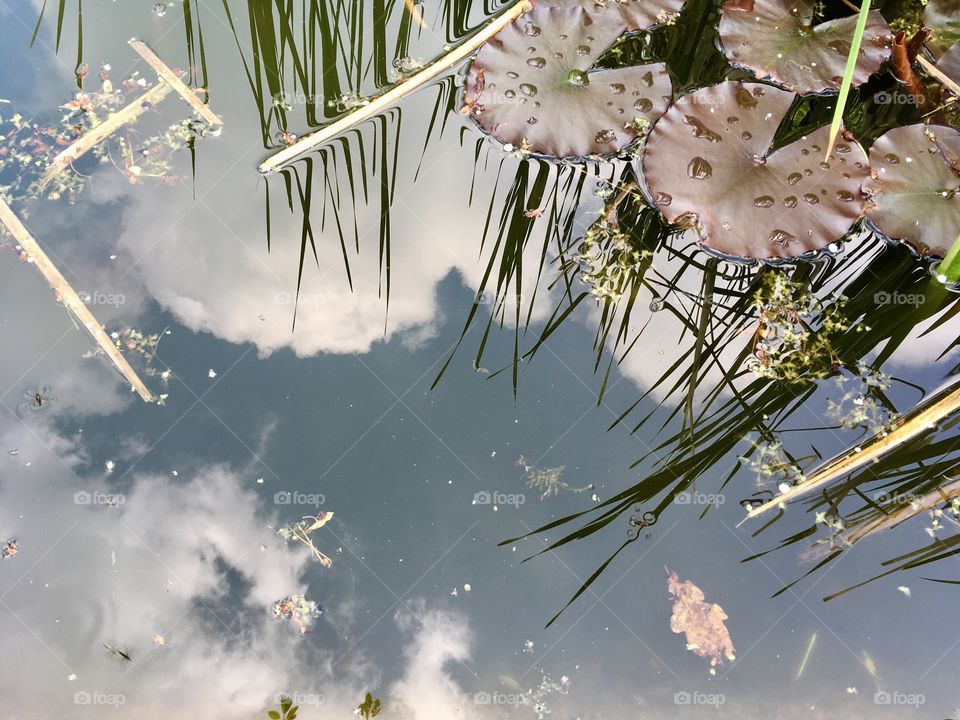 Reflection in the pond.