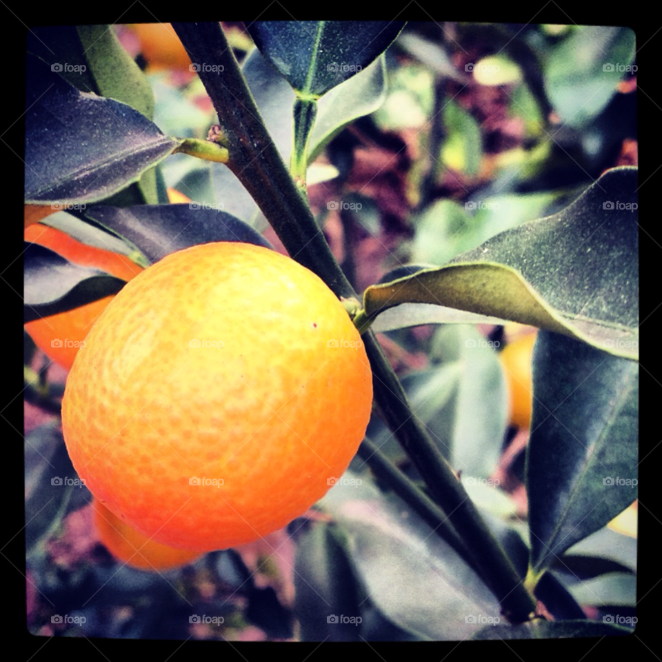 orange leaves fresh fruit by chickletchic