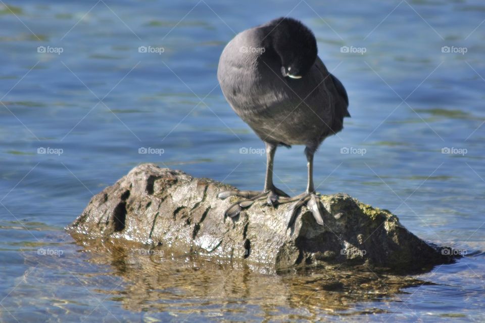 Coot Scratching