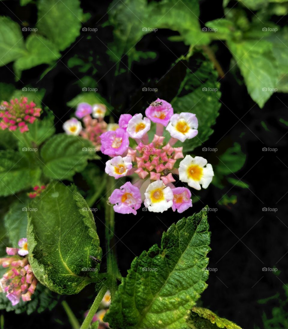 🌹 🇺🇸 Very beautiful flowers to brighten our day.  Live nature and its beauty. Did you like the delicate petals? / 🇧🇷 Flores muito bonitas para alegrar nosso dia. Viva a natureza e sua beleza. Gostaram das pétalas delicadas? 