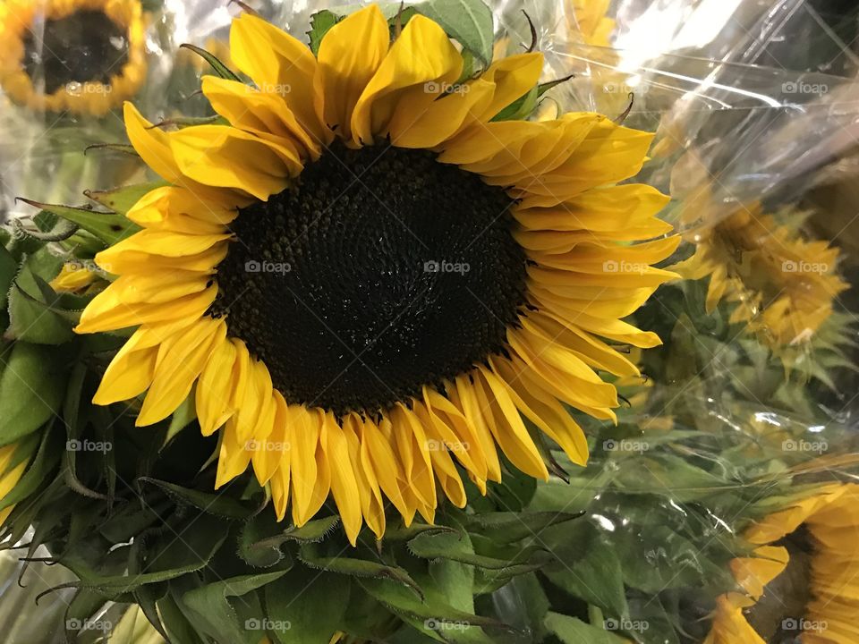 Sunflower closeup at the market 