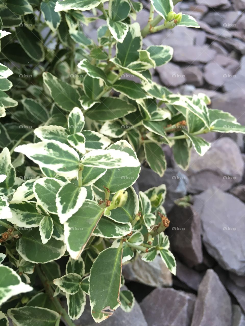 Variegated leafy shrub surrounded by slate stone gravel in the garden 