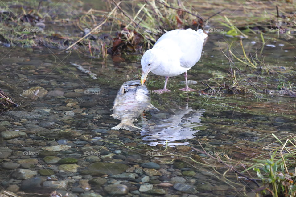 Story of predator and prey- At the end of the salmon run , fish rottens in the river after its eggs been dig on the bottom and seagulls who were watching every step of it come to feast 