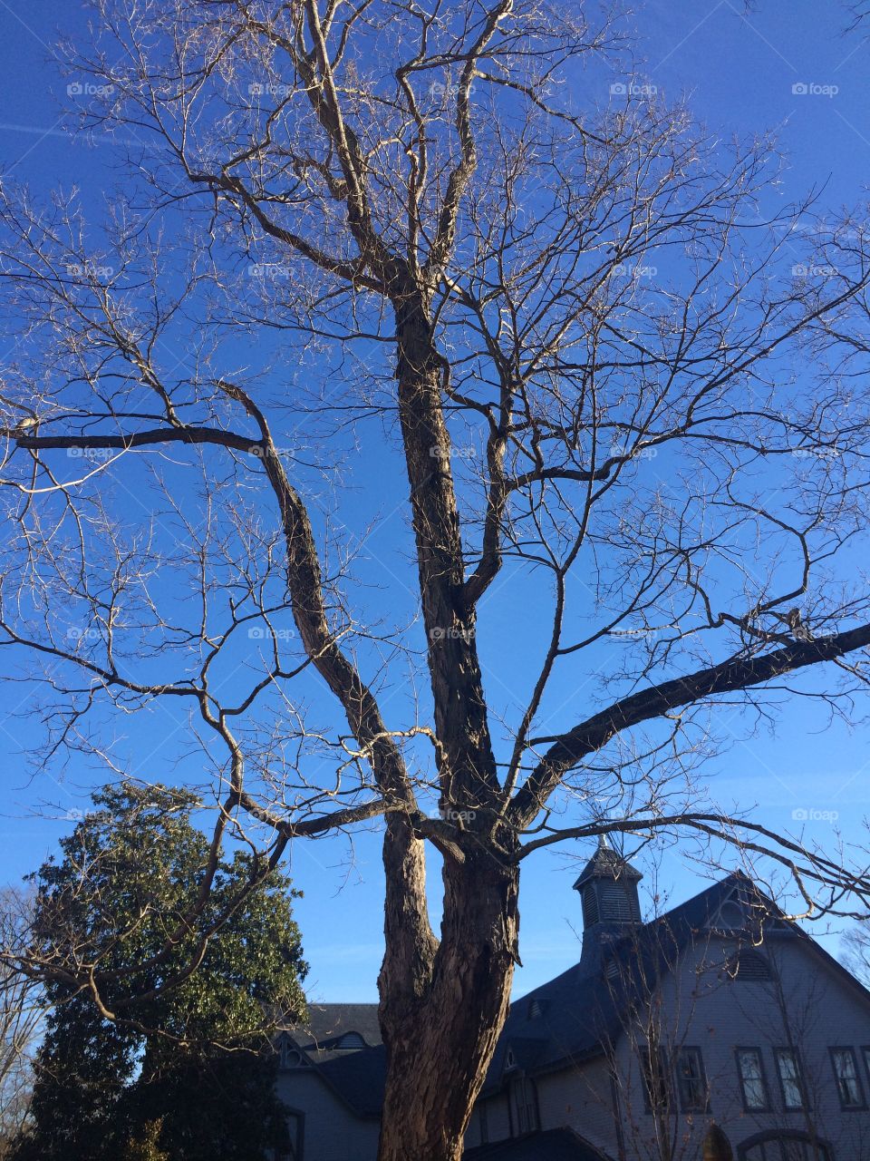 Tennessee Tree