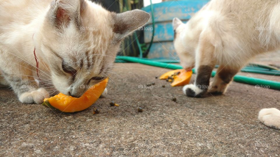 Já viu gatos comerem frutos?