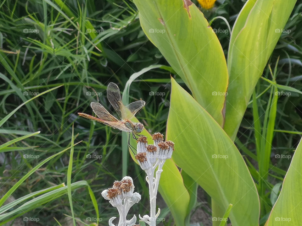 A dragonfly on flowers. Shoot 3.