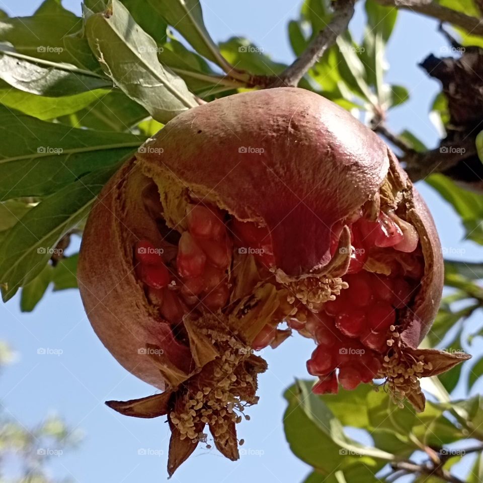 Open pomegranate