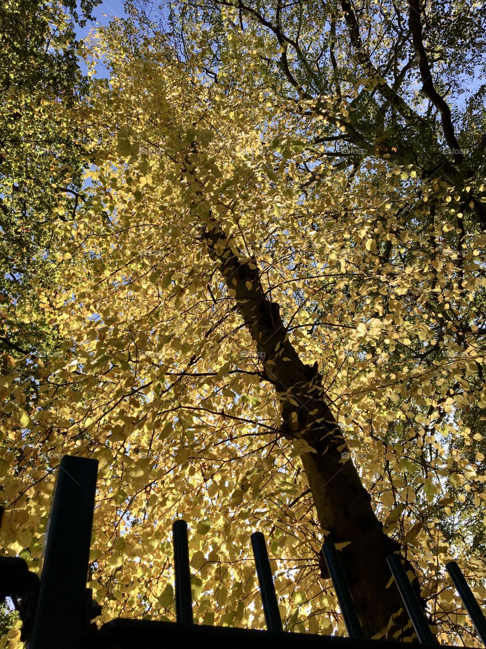 Towering tree with branches full of Golden Autumn leaves🍂