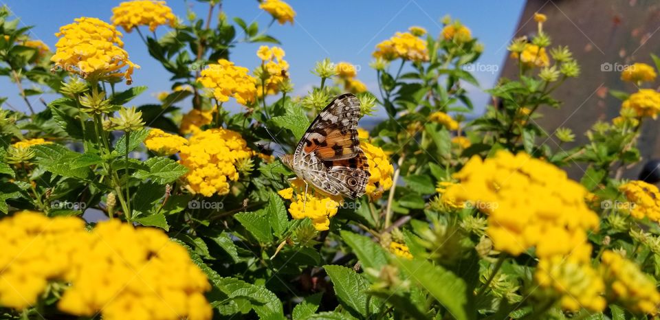 A monarch butterfly sitting on a yellow flower bush on the side of a bridge in Arkansas.
