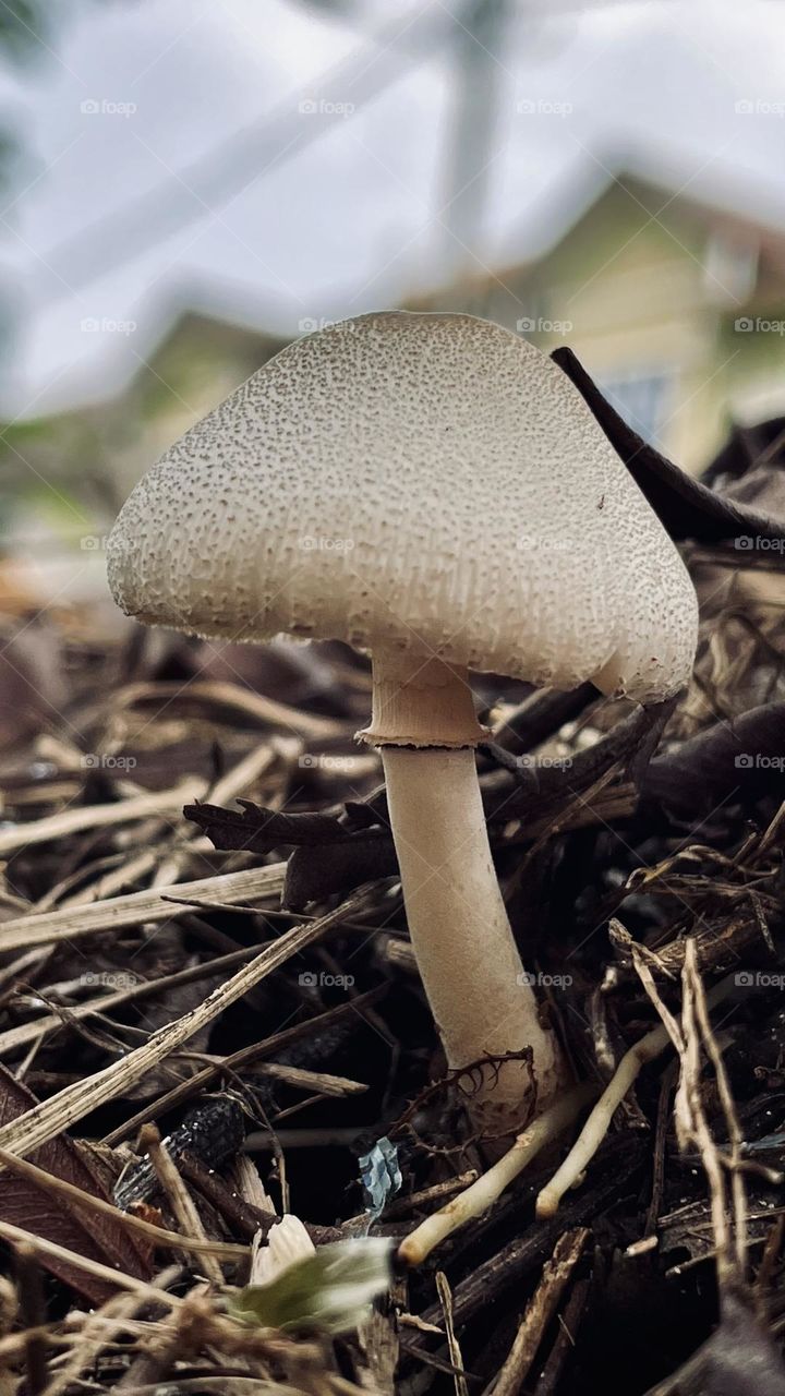 Fungus