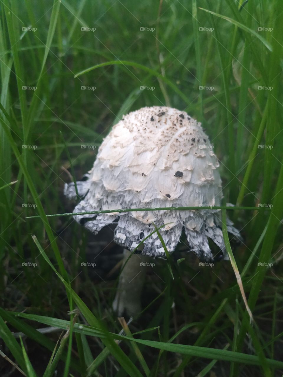 White mushroom in the skirt