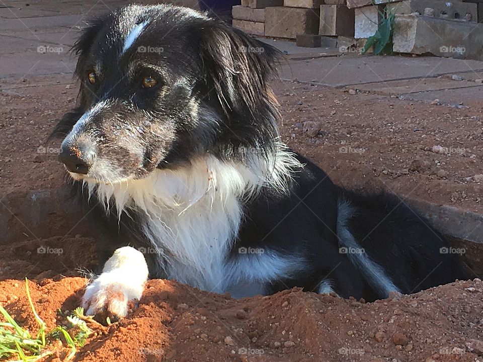 Our border collie peter having dug himself a comfortable hole through and under our patio pavers!