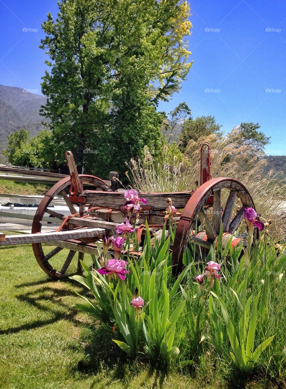 flowers tree wheels old by stevehardley7