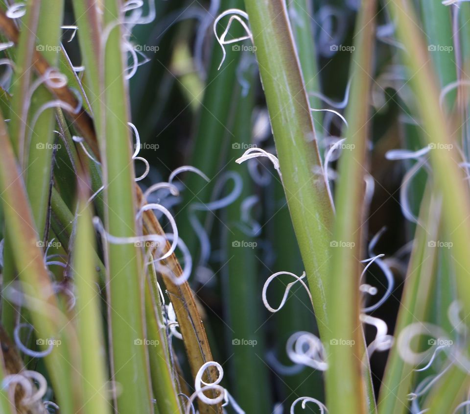 Full frame of plant stem