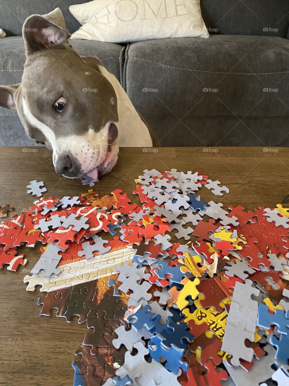 Dogs and puzzles