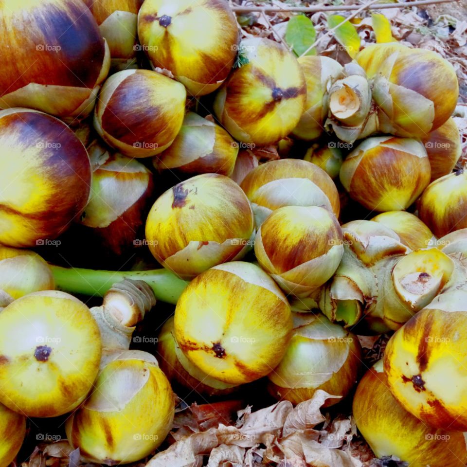 palm fruit