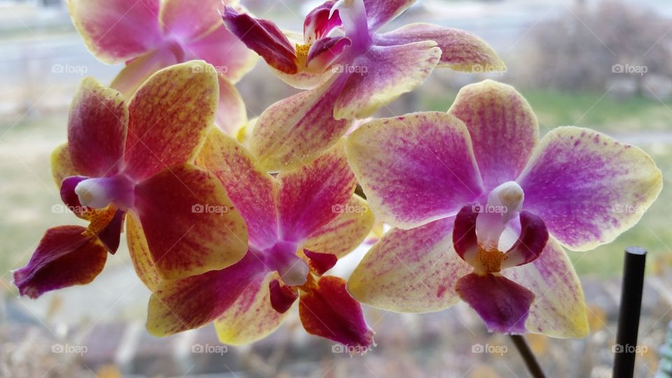 Maryann Orchid . Gave to Maryann for Christmas 