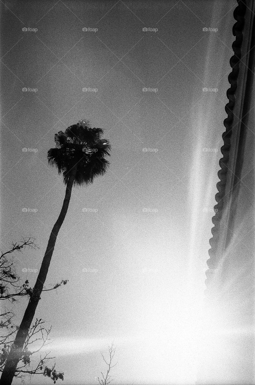 B&W Moroccan palm tree standing solo
