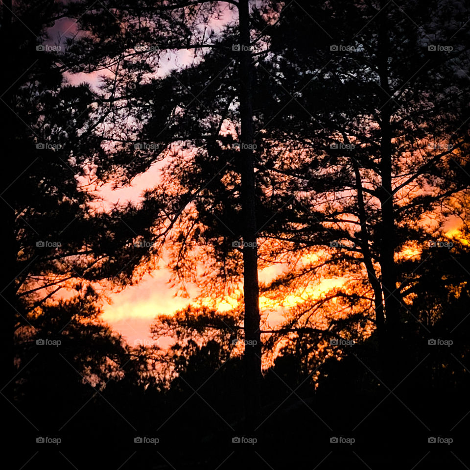 GA sunset through the woods