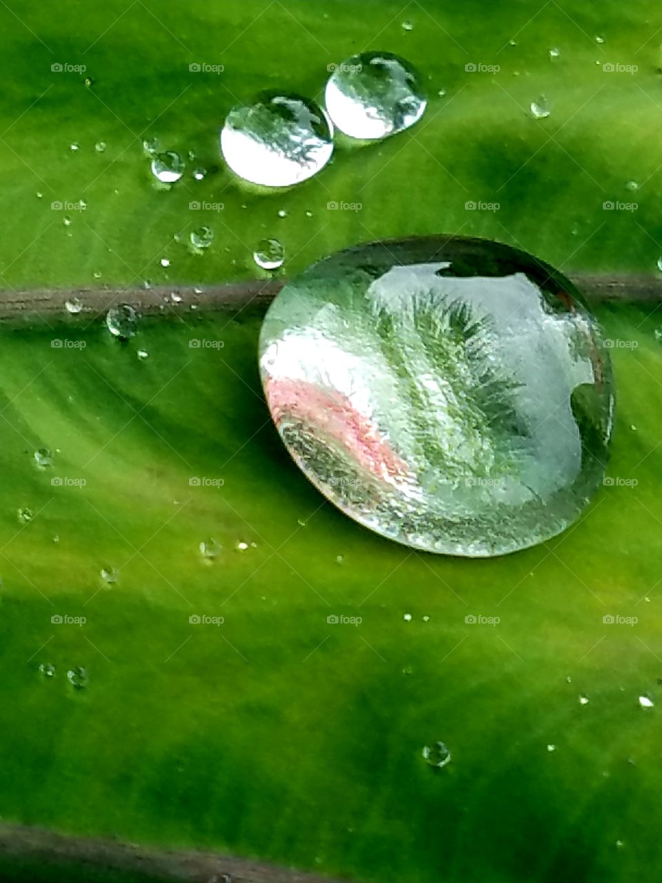 morning raindrops