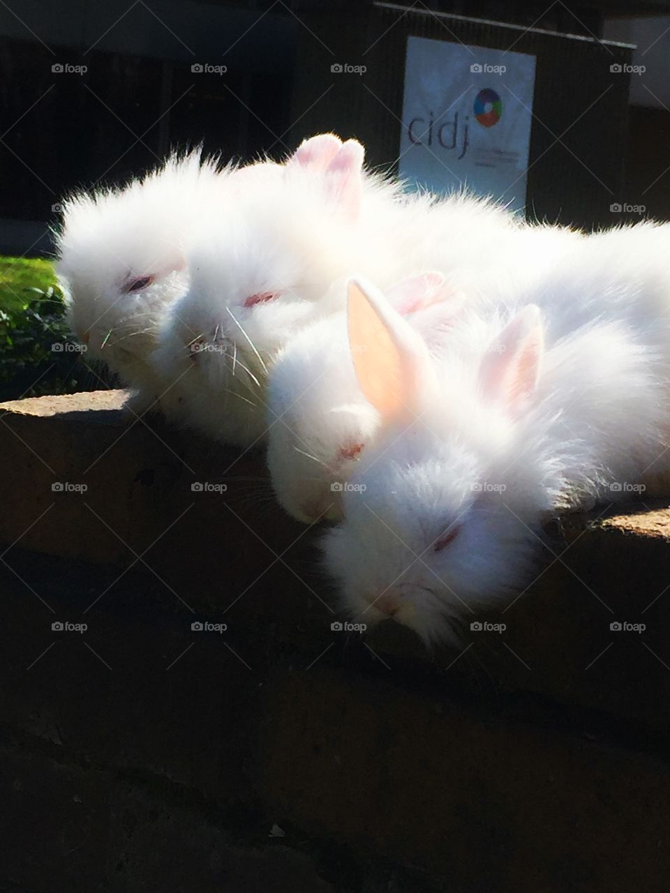 White bunnies lined up on a wall outside in the street in Paris