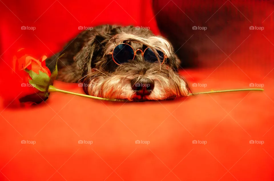 Valentine dog with a rose