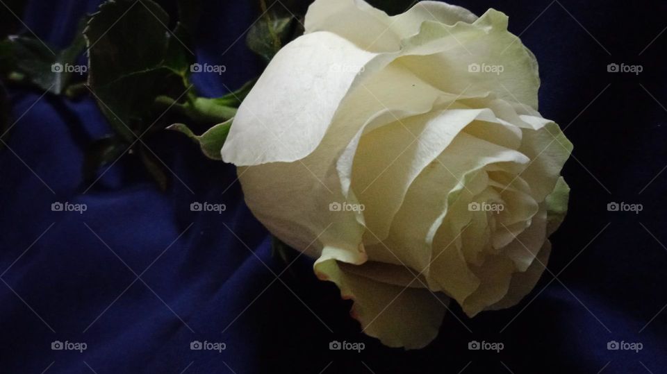 white rose on a blue background