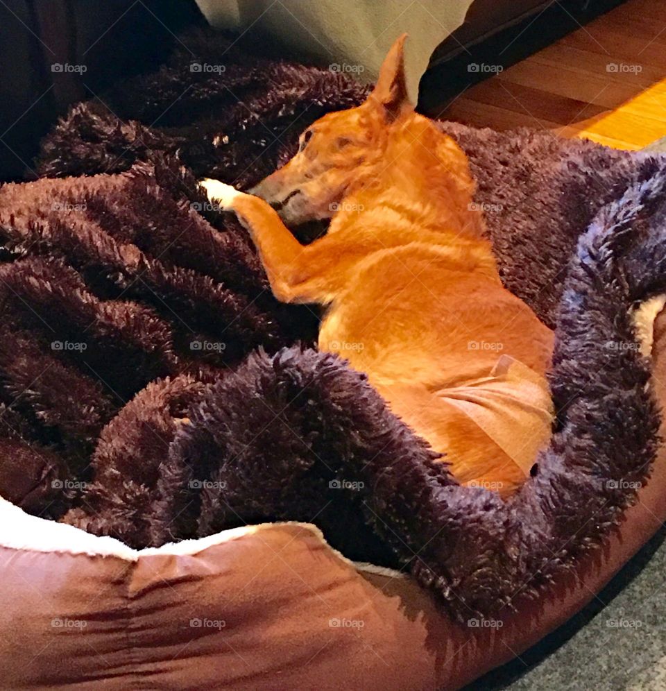 Dogs of the USA! Terrier sleeping!