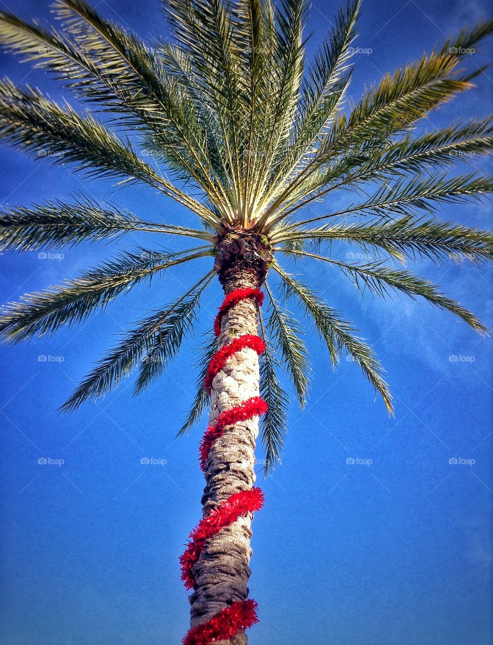 We make due with a Christmas palm tree...