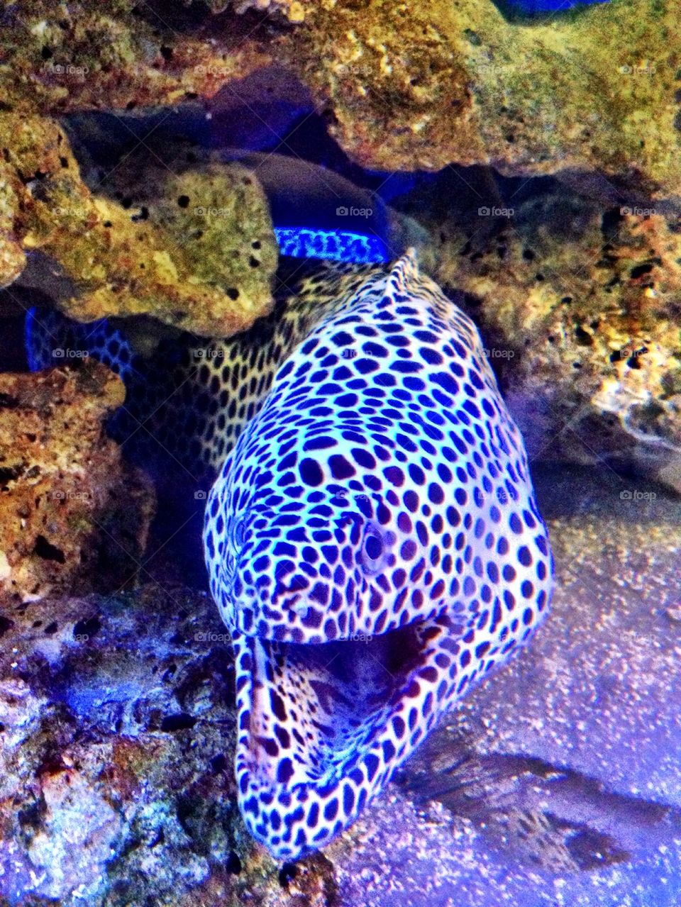 Moray eel 