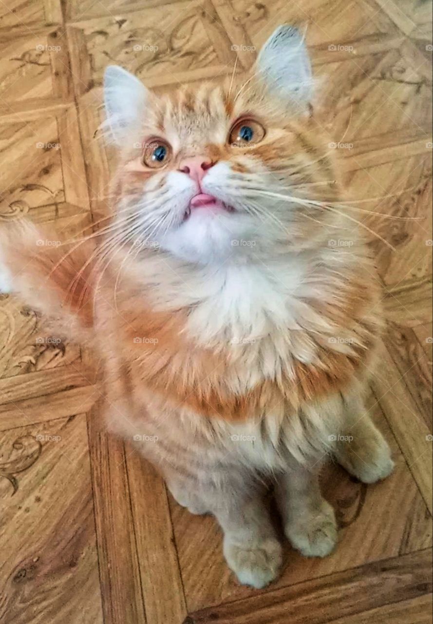 when he saw a beautiful pussy😂