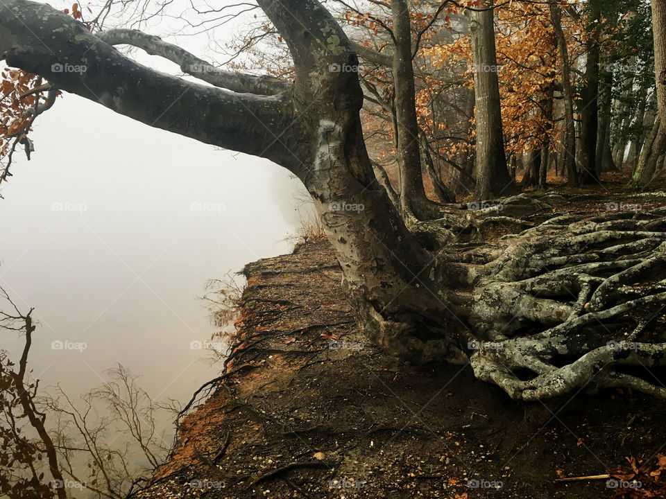 A tree hanging over the edge of the lakeshore at a lake in North Carolina on a foggy morning during winter. A beautiful network of roots is shown as well. 